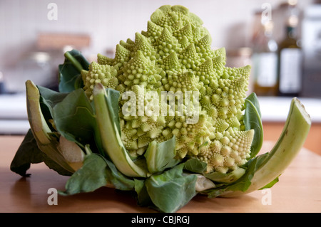 Persone fisiche che si verificano schemi frattali su i fiori freschi di testa di un broccoflower o Romanesco broccoli, appoggiato su un tavolo da cucina in Canada. Foto Stock