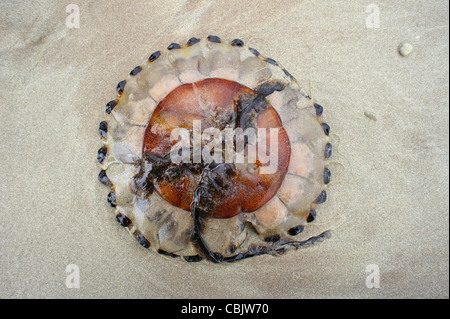 Meduse sulla spiaggia sabbiosa di Kerry, Irlanda. Foto Stock