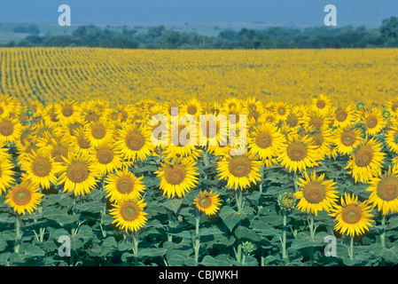 Campo di girasole rivolta verso il sorgere del sole. Foto Stock