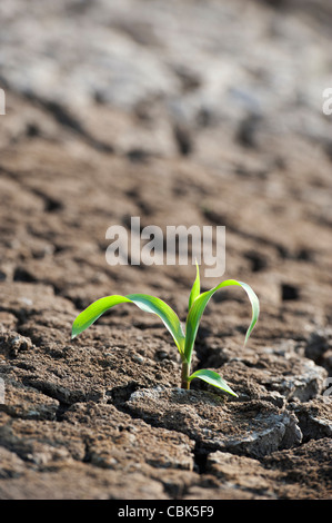 Piantine la crescente l'asciutto terra incrinato in India Foto Stock