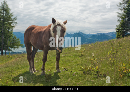 Cavallo ritratto su Zwolferhorn in Austria Foto Stock