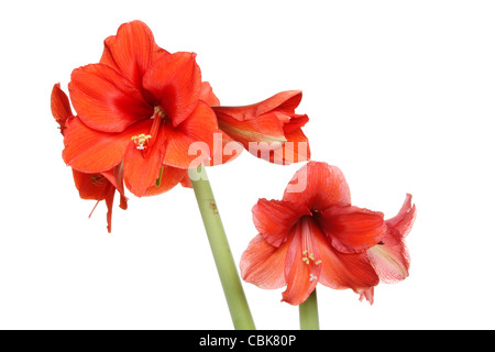 Rosso fiori amaryllis isolata contro bianco Foto Stock