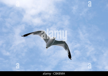 Seagull volare in un cielo nuvoloso Foto Stock