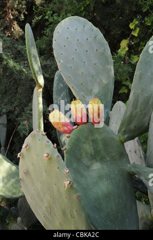 Close up di un Pricly Pear o Opuntia in Cipro Foto Stock