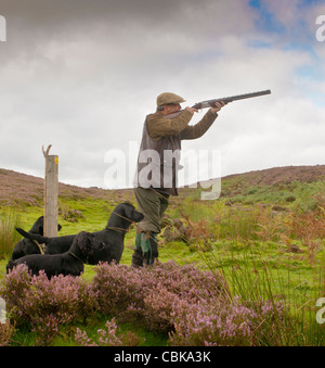 North Yorkshire, Inghilterra Regno Unito - una pistola su un fagiano di monte moro durante una condotta grouse sparare con i suoi cani Foto Stock