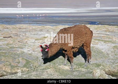 Llama (Lama glama) con orecchio nappe sul litorale del lago salato Laguna Colorada sull'Altiplano, Bolivia Foto Stock