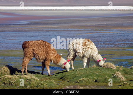 Due Llama (Lama glama) con orecchio nappe sul litorale del lago salato Laguna Colorada sull'Altiplano, Bolivia Foto Stock