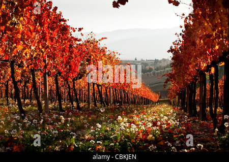 Vigneti di Sagrantino di Montefalco in theUmbria regione dell'Italia, visualizzare il loro fogliame di autunno. Foto Stock