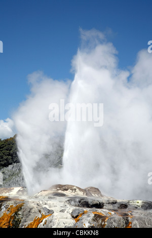 Il Principe di Galles piume Geyser e Pohutu Geyser che erutta, Whakarewarewa area geotermica, a Rotorua, Nuova Zelanda. Foto Stock