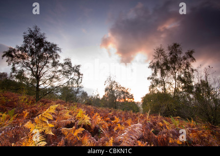 Autunno arriva a maggio Hill GLOUCESTERSHIRE REGNO UNITO Foto Stock