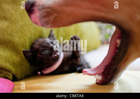 1 mese vecchio nero gattino gioca con un cane Foto Stock