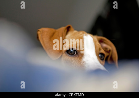 Bruna giovane cane a casa Foto Stock