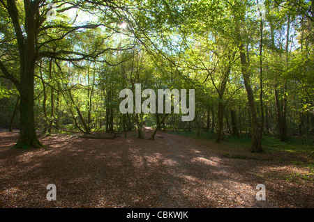 Foreste boscose con un percorso nella proprietà del National Trust su North Downs Reigate Hill Surrey Foto Stock