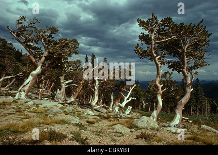 Bristlecone pini (Pinus aristata) Mt. Evans Wilderness Area, Colorado US. Foto Stock