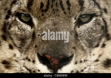 Close-up ritratto di Snow Leopard Foto Stock