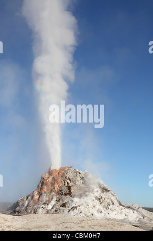 Cupola Bianca Geyser che erutta, inferiore Geyser Basin area geotermale, Yellowstone Caldera, il Parco Nazionale di Yellowstone, Wyoming. Foto Stock