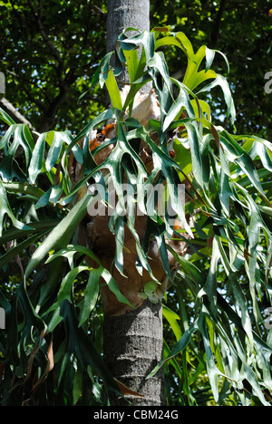 La Staghorn Fern ( Platycerium bifurcatum ) Foto Stock