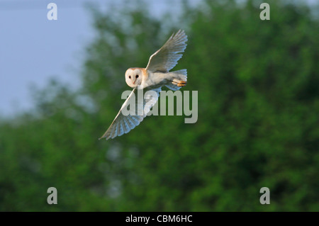 Il barbagianni (Tyto alba) Foto Stock