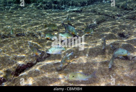 Una scuola di Redbreast Sunfish nuotano intorno a fessure nel fondo di fiume. Foto Stock