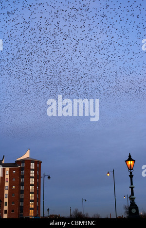 Murmuration di storni in formazione su belfast Irlanda del Nord Regno Unito Regno Unito Foto Stock