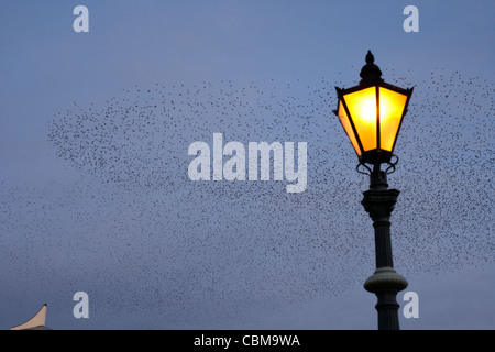 Murmuration di storni in formazione su un vecchio lampione a Belfast Irlanda del Nord Regno Unito Regno Unito Foto Stock