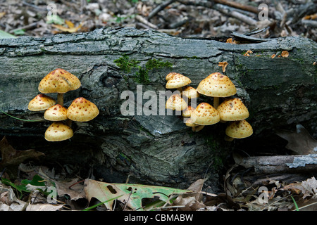 Golden Pholiota funghi su decadendo tronco di albero Pholiota aurivella Michigan STATI UNITI Foto Stock