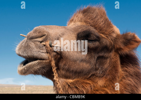 Twin humped Bactrian cammello nel deserto del Gobi della Mongolia Foto Stock