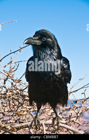 Black raven ramo di albero seduto Foto Stock