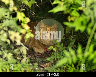 Lo zenzero Tom Cat indossa collare medico seduto sotto i cespugli in giardino Foto Stock