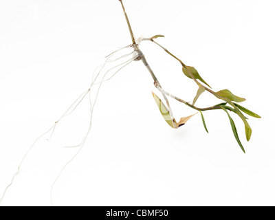 Dendrobium Kingianum nativi australiani che Mostra delle orchidee radici aeree Foto Stock