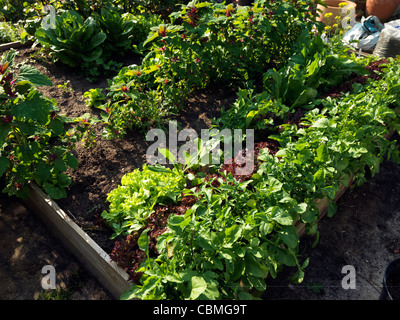 Letto sollevata con le lattughe e spinaci, bietole e pastinache nel giardino Surrey in Inghilterra Foto Stock