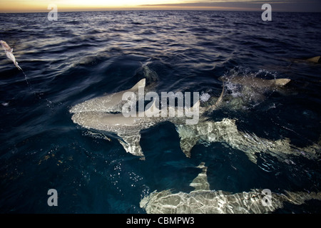 Lo squalo limone Il nuoto in superficie, Negaprion brevirostris, Mar dei Caraibi, Bahamas Foto Stock