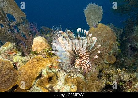 Indo-pacifico Leone, pterois volitans, Mar dei Caraibi, Bahamas Foto Stock