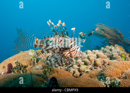 Indo-pacifico Leone, pterois volitans, Mar dei Caraibi, Bahamas Foto Stock