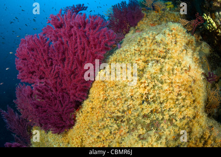 Gorgonia gialla e Cluster Anemone, Paramuricea clavata, Parazoanthus axinellae, Ischia, Mare Mediterraneo, Italia Foto Stock