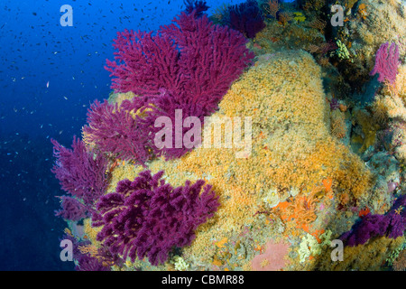 Gorgonia gialla e Cluster Anemone, Paramuricea clavata, Parazoanthus axinellae, Ischia, Mare Mediterraneo, Italia Foto Stock