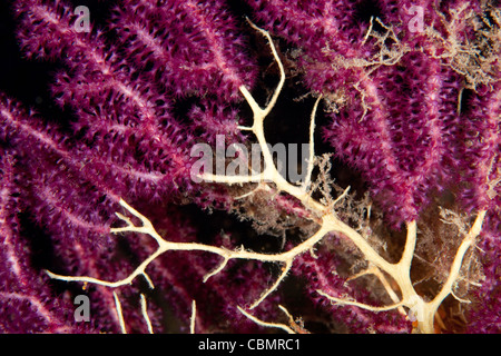 Sceleton di Rosso Seafan, Paramuricea clavata, Parazoanthus axinellae, Ischia, Mare Mediterraneo, Italia Foto Stock