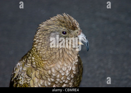 Nuova Zelanda kea mountain parrot closeup ritratto Foto Stock