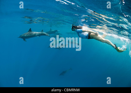 Lo snorkeling con Spinner Delfini Stenella longirostris, Shaab Rumi, Mar Rosso, Sudan Foto Stock