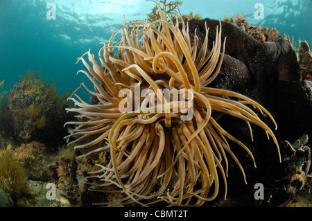 Snakelocks Anemone, Anemonia sulcata, pirano, Mare Adriatico, Slovenia Foto Stock