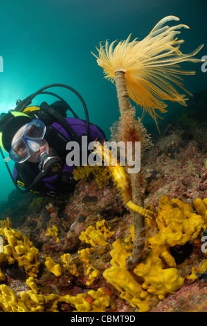 A lungo snouted Seahorse appendere su un piumino Worm Hippocampus guttulatus Spirographis spallanzani Piran slovenia Foto Stock