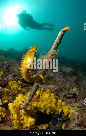 A lungo snouted Seahorse appendere su un piumino Worm Hippocampus guttulatus Spirographis spallanzani Foto Stock