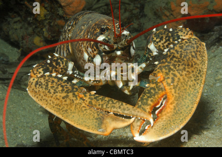 Astice, Homarus gammarus, Isola di Korcula, Mare Adriatico, Croazia Foto Stock