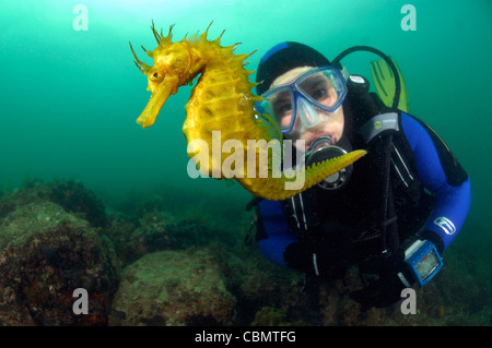 A lungo snouted Seahorse e subacqueo Hippocampus guttulatus, pirano, Mare Adriatico, Slovenia Foto Stock