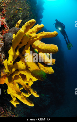 Scuba Diver e tubo d'oro spugna, Verongia aerophoba, Isola di Pag, Mare Adriatico, Croazia Foto Stock