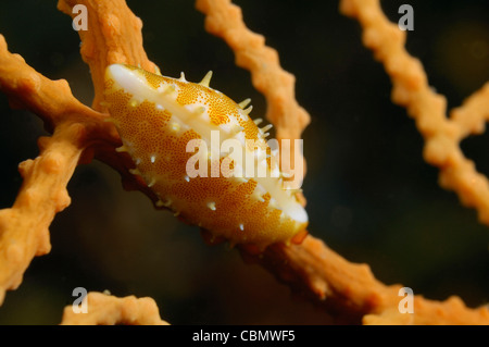 Ovulid Shell in Gorgonia, Simnia spelta, Isola di Korcula, Mare Adriatico, Croazia Foto Stock