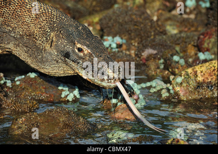 Drago di Komodo, Varanus komodoensis, Rinca, Parco Nazionale di Komodo, Indonesia Foto Stock