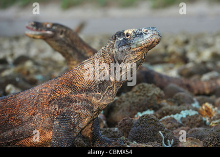 Drago di Komodo, Varanus komodoensis, Rinca, Parco Nazionale di Komodo, Indonesia Foto Stock