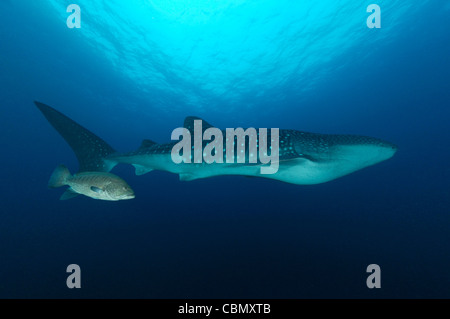 Squalo Balena, Rhincodon typus, l'isola di Malpelo, Oceano Pacifico, Colombia Foto Stock