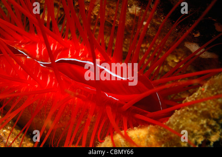 File rosso guscio, Limaria orientalis, Lembeh strait, Nord Sulawesi, Indonesia Foto Stock